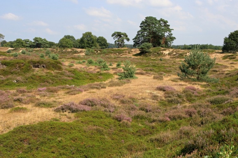 13 kale duinen heide