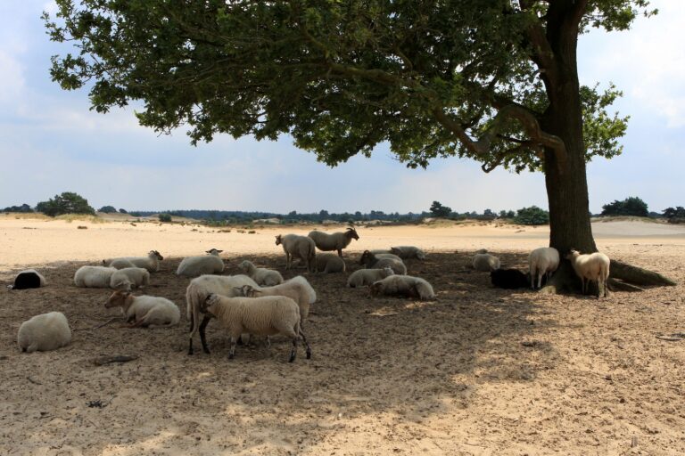 3 kudde schapen