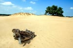 (Af)zien in de Friese Sahara