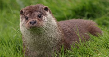 Blijft de otter hier een wrotter?