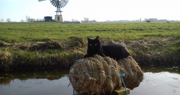 Lezersfoto: eendenkorf ‘gekraakt’ Lezersfoto: De eendenkorf is 'gekraakt' door de huiskat Lola.