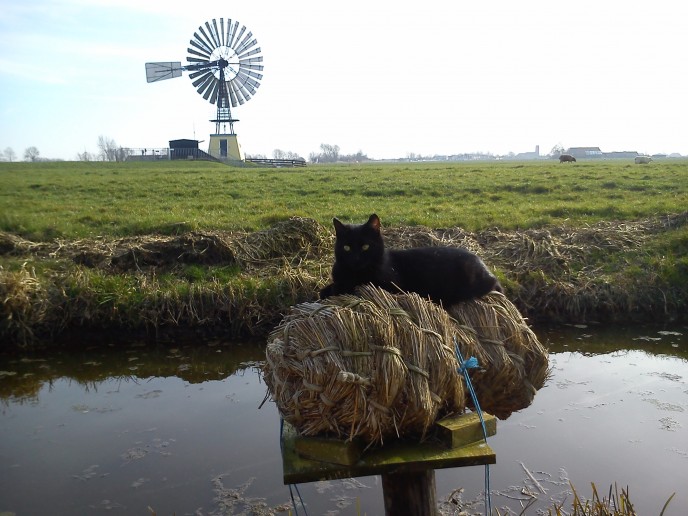 Lezersfoto: De eendenkorf is 'gekraakt' door de huiskat Lola.