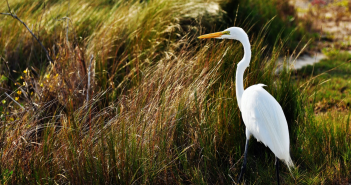 Zilverreiger voelt zich thuis in Fryslân