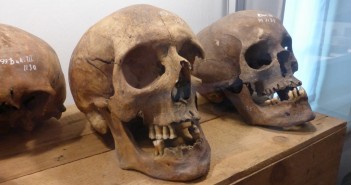 Springlevende expositie ‘Dood in Dokkum’ schedels
