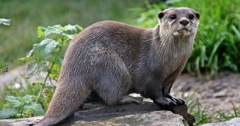 Nieuw plan moet otterlevens redden De Otter in Friesland moet beschermd worden, vindt de Provincie Fryslân. Daarom komen zij met een heus stappenplan om de otter te beschermen tegen de gevaarlijke wegen.