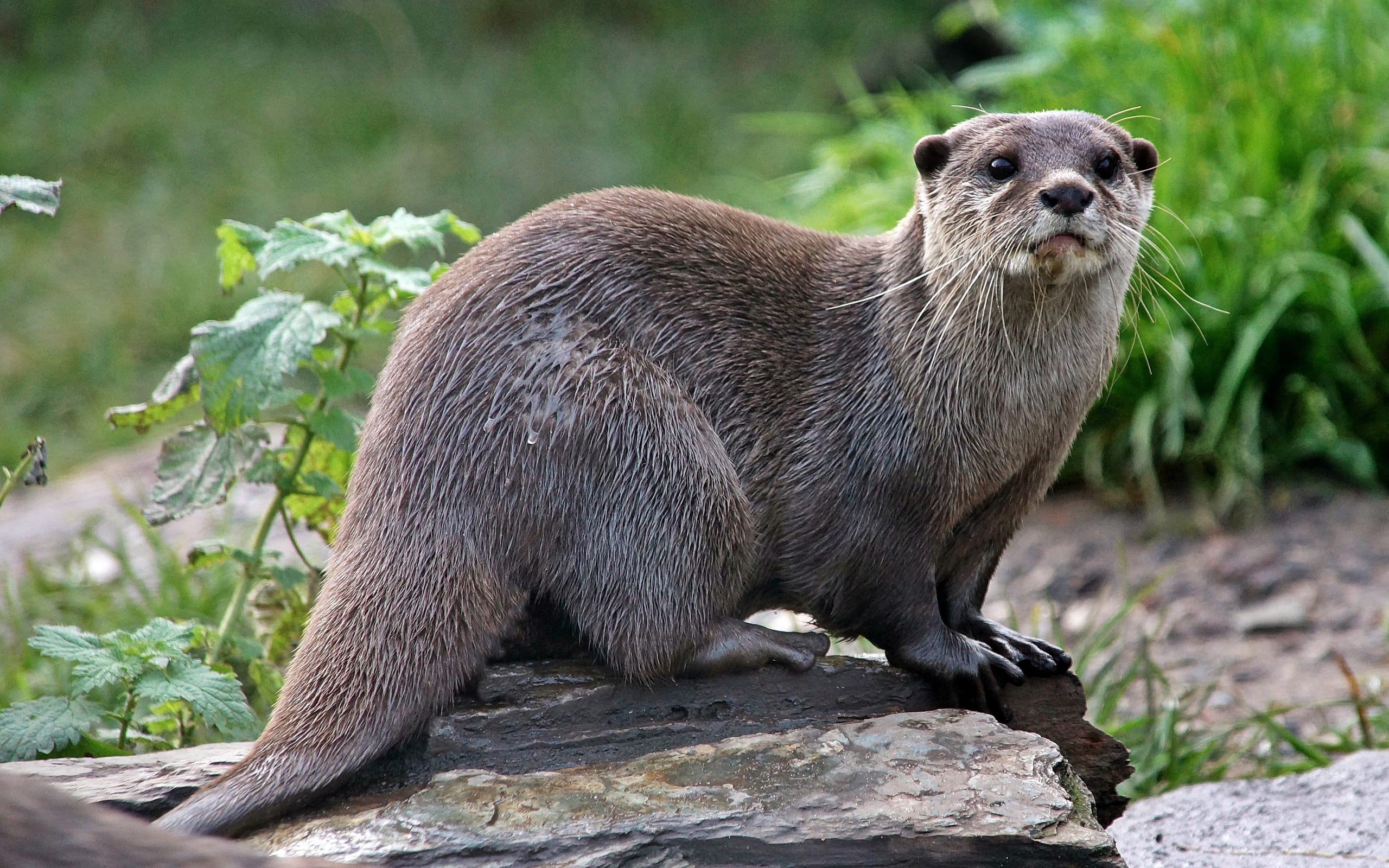 Blijft de otter hier een wrotter?