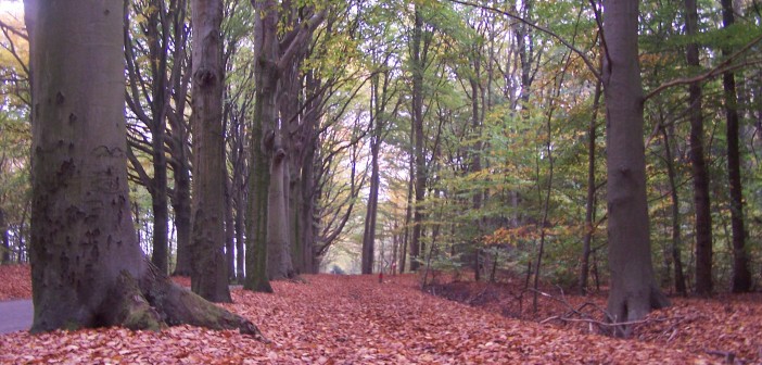 Lezersfoto: herfstweer slaat toe in Fryslân