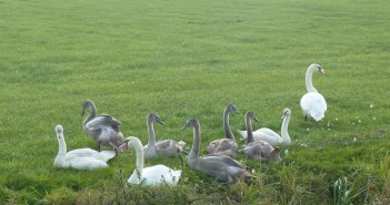 Zwanen op pad naar Wyns