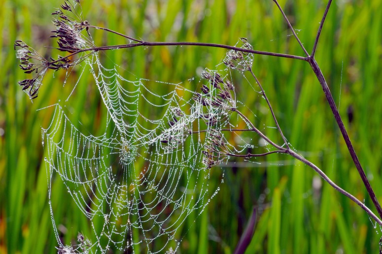 Ze zijn in het najaar goed zichtbaar: spinnenwebben. Met de dauw in de nacht maakt de natuur er weer mooie plaatjes van. De foto is gemaakt door Henk Bootsma uit Wommels.