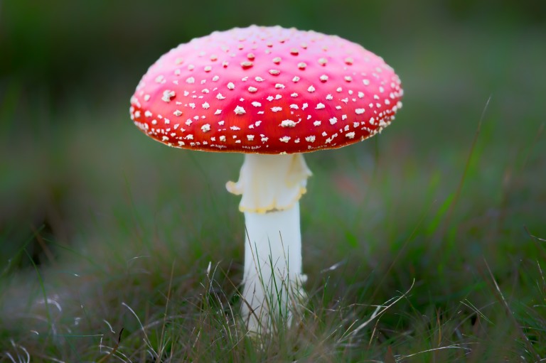 Deze schilderachtige foto is gemaakt tijdens een wandeling in het Rijsterbos op 26 oktober 2014.