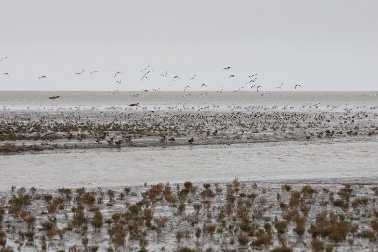 Noord Fryslan buitendijks 07