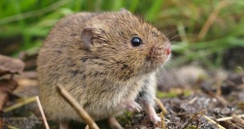 CDA Fryslân wil actie tegen muizenplaag CDA Fryslân is de muizenplaag zat. Al maanden lang zijn muizen de grootste zorg van de boeren in Súdwest-Fryslân. De kleine beestjes zorgen voor miljoenen euro’s aan schade.