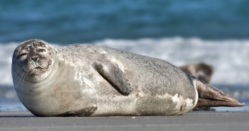 Waddeneilanden vrezen voor dode zeehonden De Waddeneilanden treffen maatregelen tegen zieke en dode zeehonden die zijn aangespoeld. Dit vanwege een virus wat momenteel heerst.