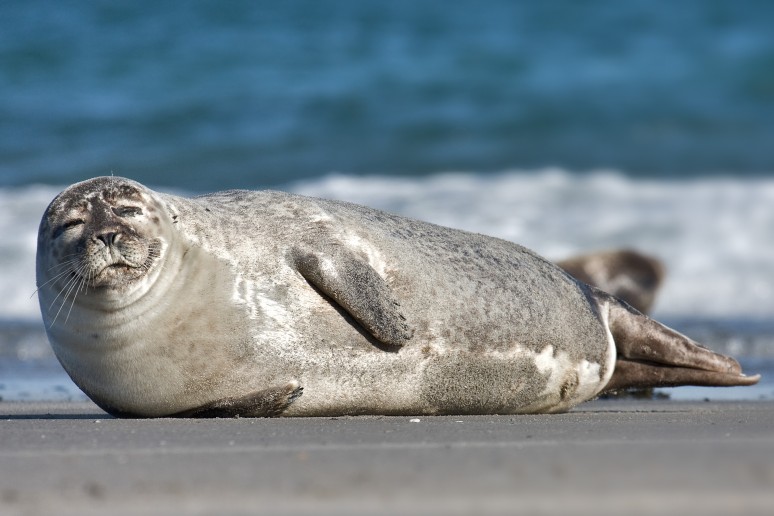 De Waddeneilanden treffen maatregelen tegen zieke en dode zeehonden die zijn aangespoeld. Dit vanwege een virus wat momenteel heerst.