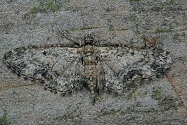 Het Leeuwarder Bos telt meer dan 200 soorten nachtvlinders. Dat blijkt uit een onderzoek van Jeroen Breidenbach en Merel Zweemer.