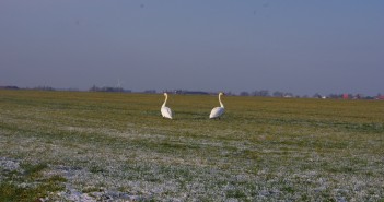Lezersfoto: winter in Burchwert