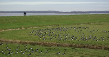 Lezersfoto: prachtig weids plaatje