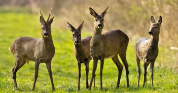 Familie ree observeert de omgeving