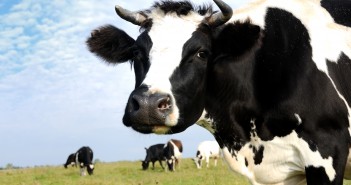 Computergame leert Friese boeren ‘modern boeren’