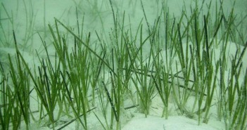 Onderwater groeiend zeegras gevonden bij Afsluitdijk