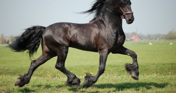 Geld stroomt binnen voor docu Friese paard