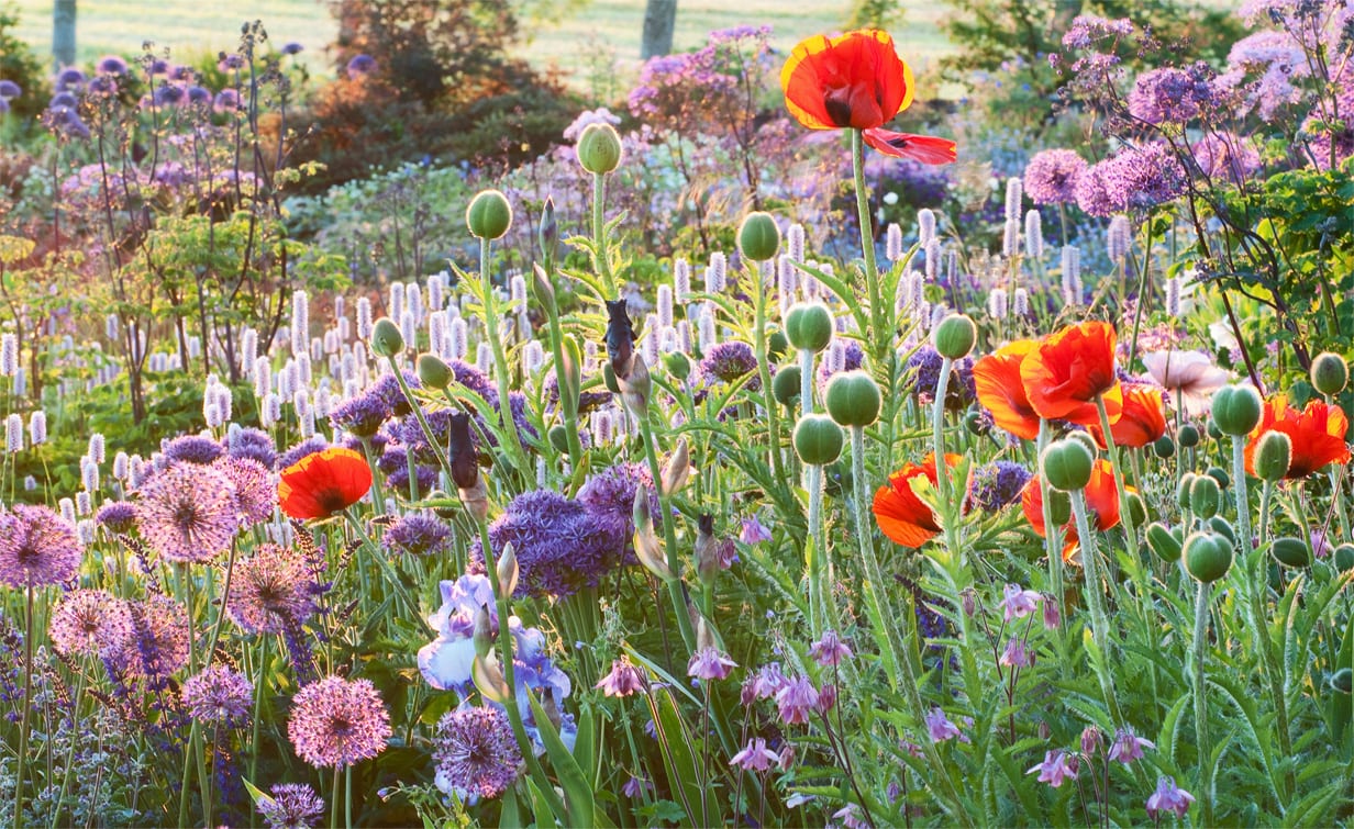 Border als een bloemenwei