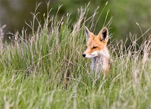 Dreigende ondergang van de weidevogel