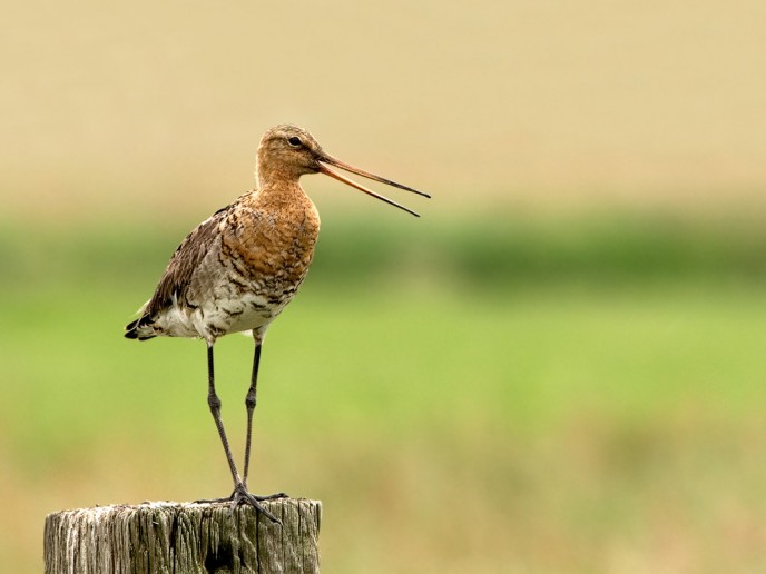 Weidevogelstand in 20 jaar gehalveerd