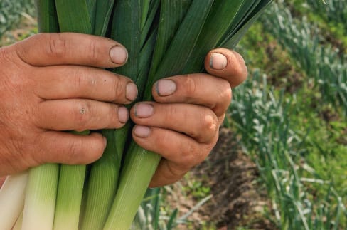 Scherpe prei uit Ternaard