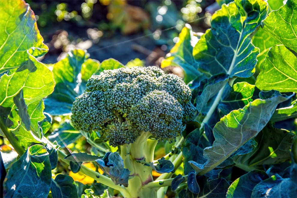 Een groen bommetje gezondheid