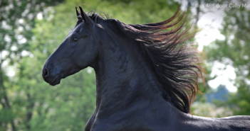 Een ode aan het Friese paard Een ode aan het Friese paard