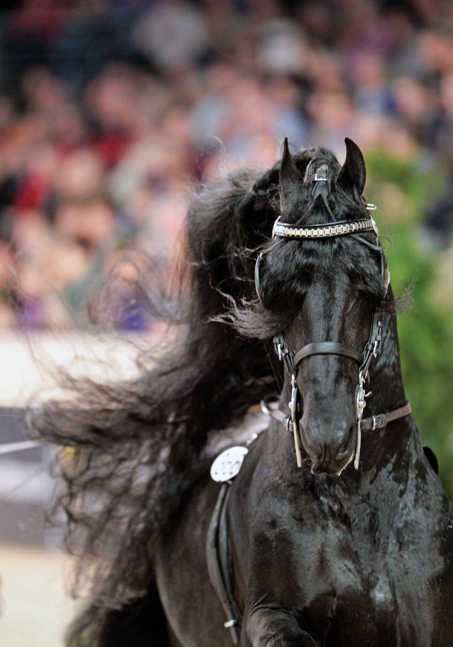 Passie voor het Friese paard