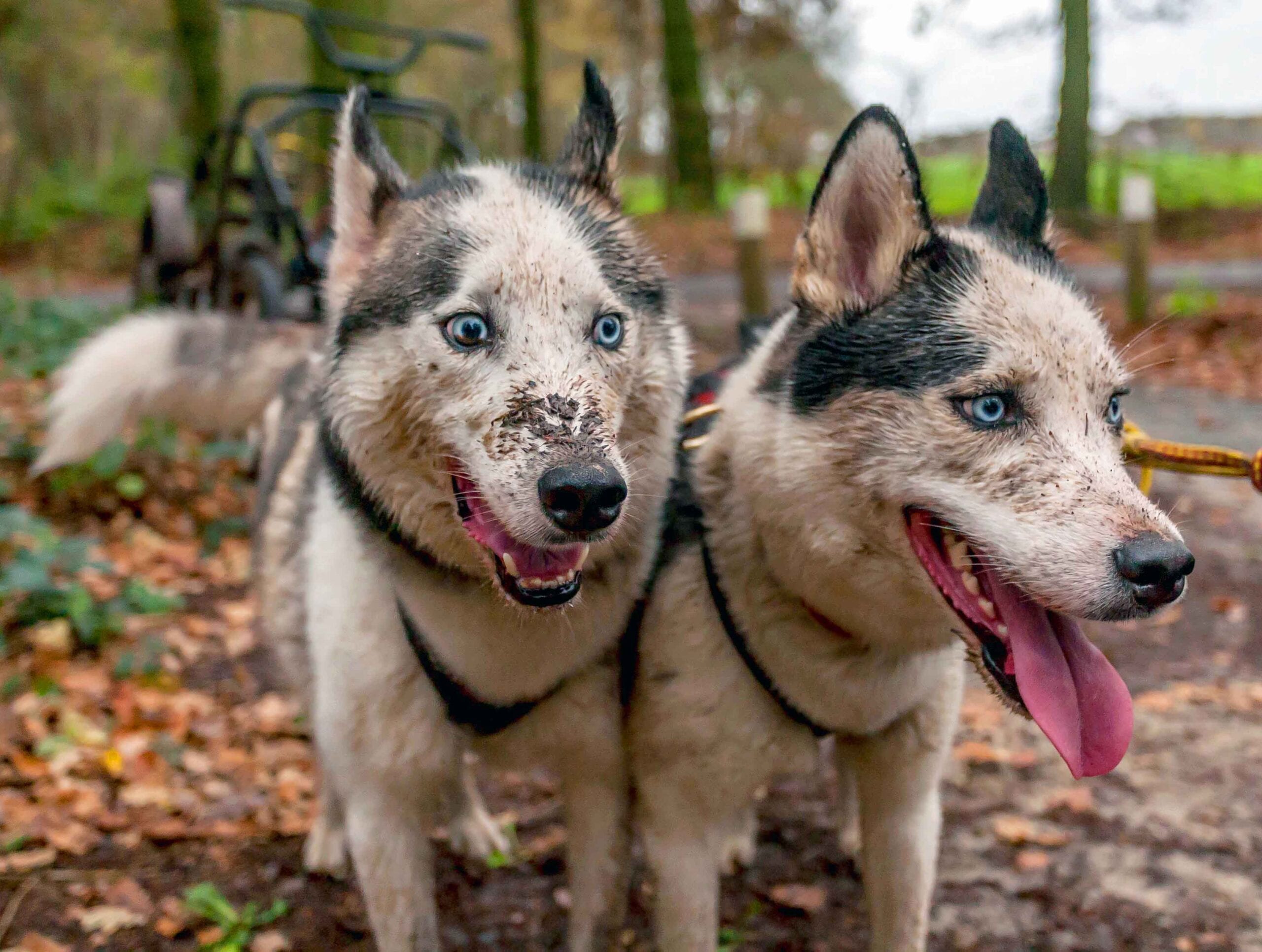 Topsport met hunkerende husky's