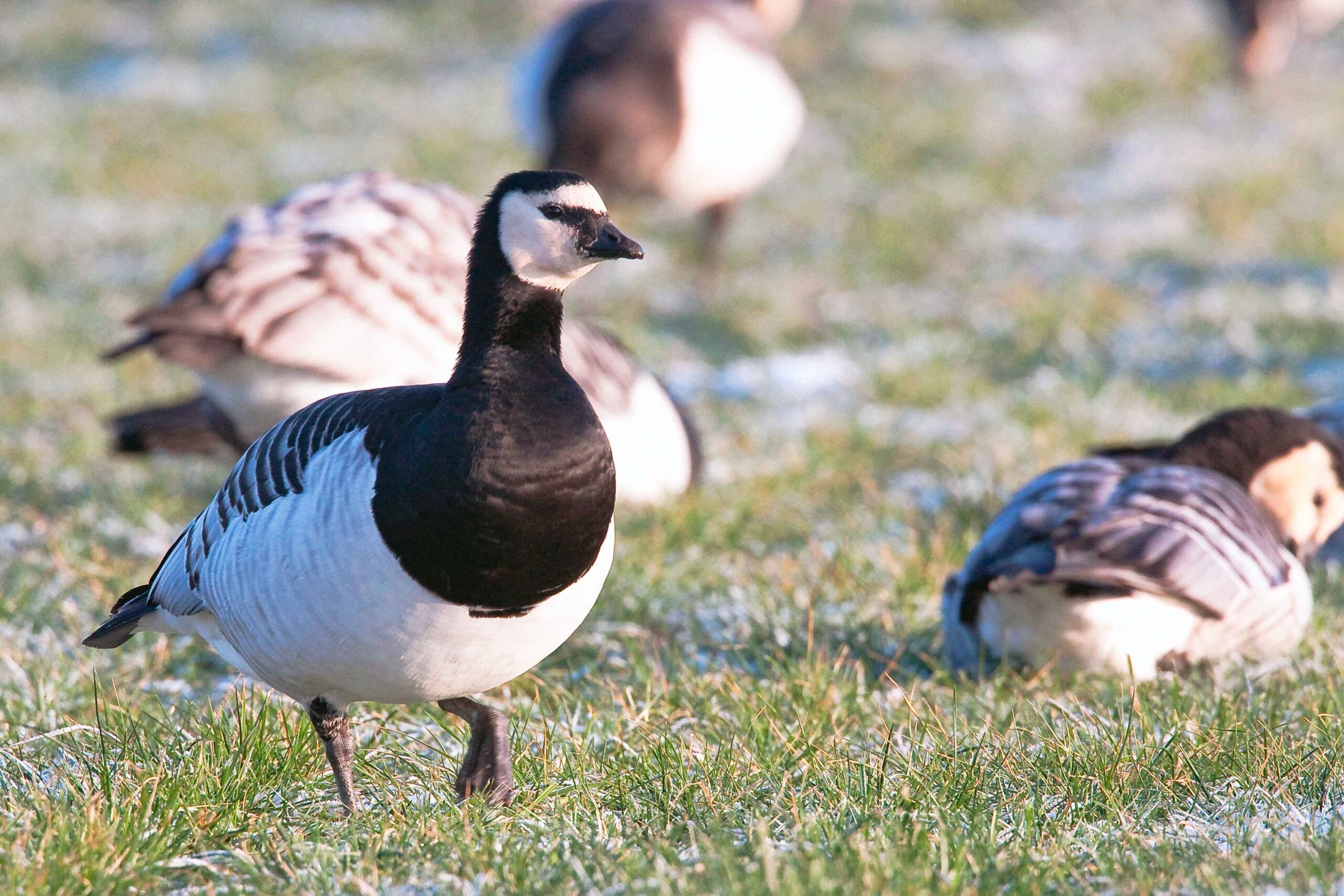 Met Fokko Bosker op zoek naar waggelende dikkontjes