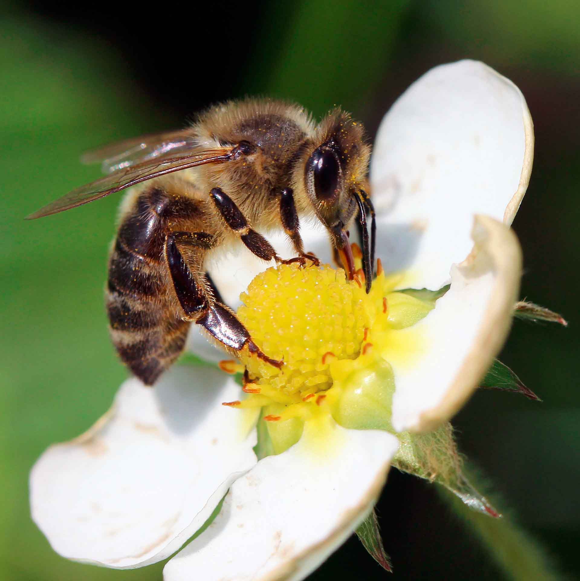 Bijen worden met uitsterven bedreigd