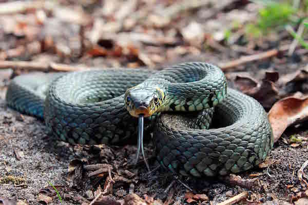 Fokko Bosker op zoek naar de ringslang