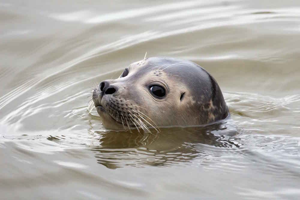 Op zoek naar zonnende zeehonden