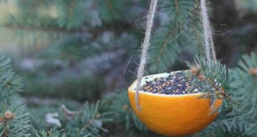 Voor de vogels: De smakelijke sinaasappel