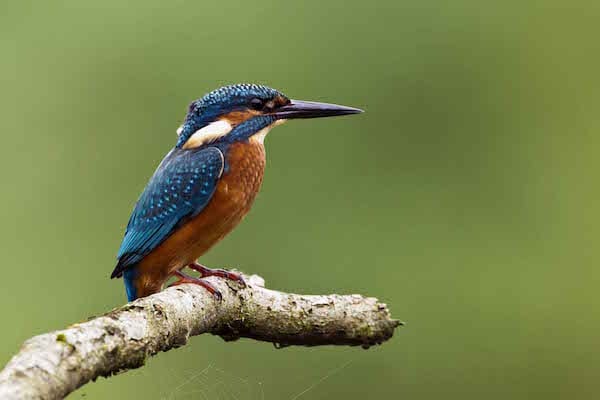 Op zoek naar een helderblauwe flits