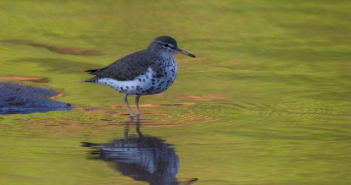 Wat te doen in Friesland op 6 en 7 mei? Wat te doen in Friesland