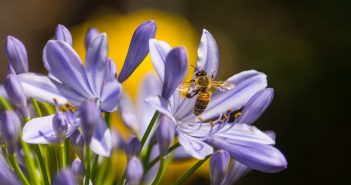 Wat te doen in Friesland op 9, 10 en 11 juni? wat te doen in Friesland