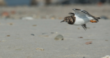 Wat te doen in Friesland op 23, 24 en 25 juni? Wat te doen op 23, 24 en 2