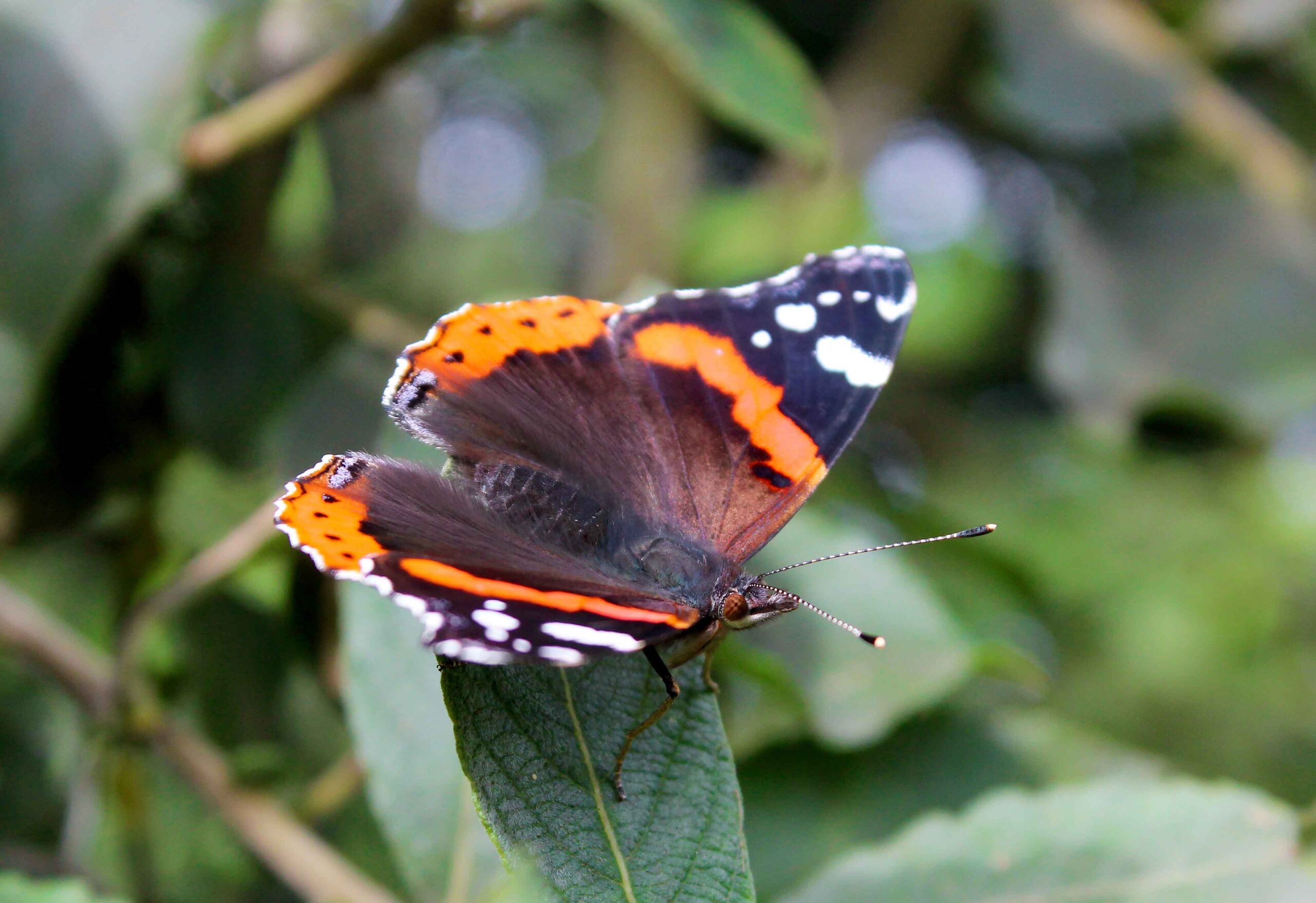 Op zoek naar zilte vlinders