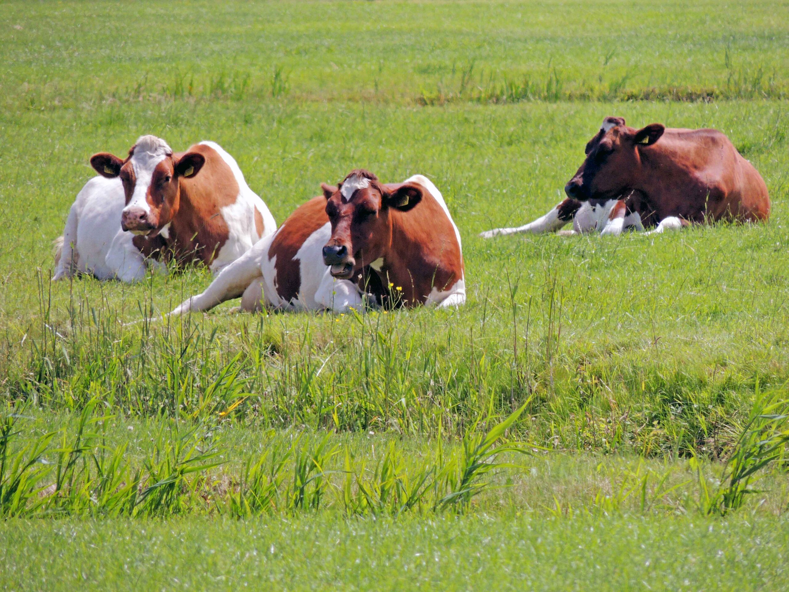 Friese Roodbont en Lakenvelder