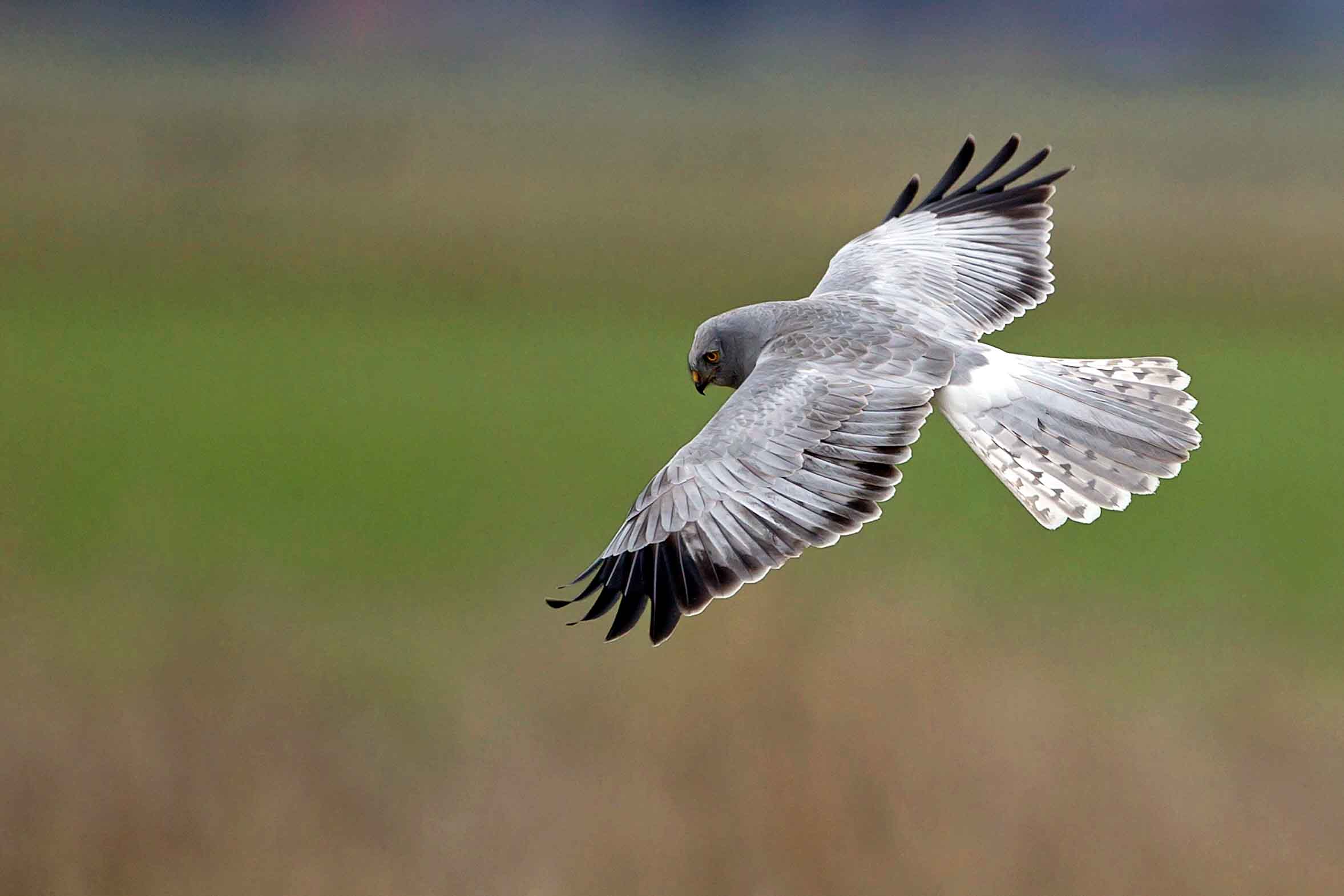 Met Fokko Bosker op zoek naar een frequente wintergast in het Noarderleech