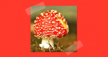 Wat te doen in Friesland op 6, 7 en 8 oktober? Wat te doen in Friesland op 6, 7 en 8 oktober