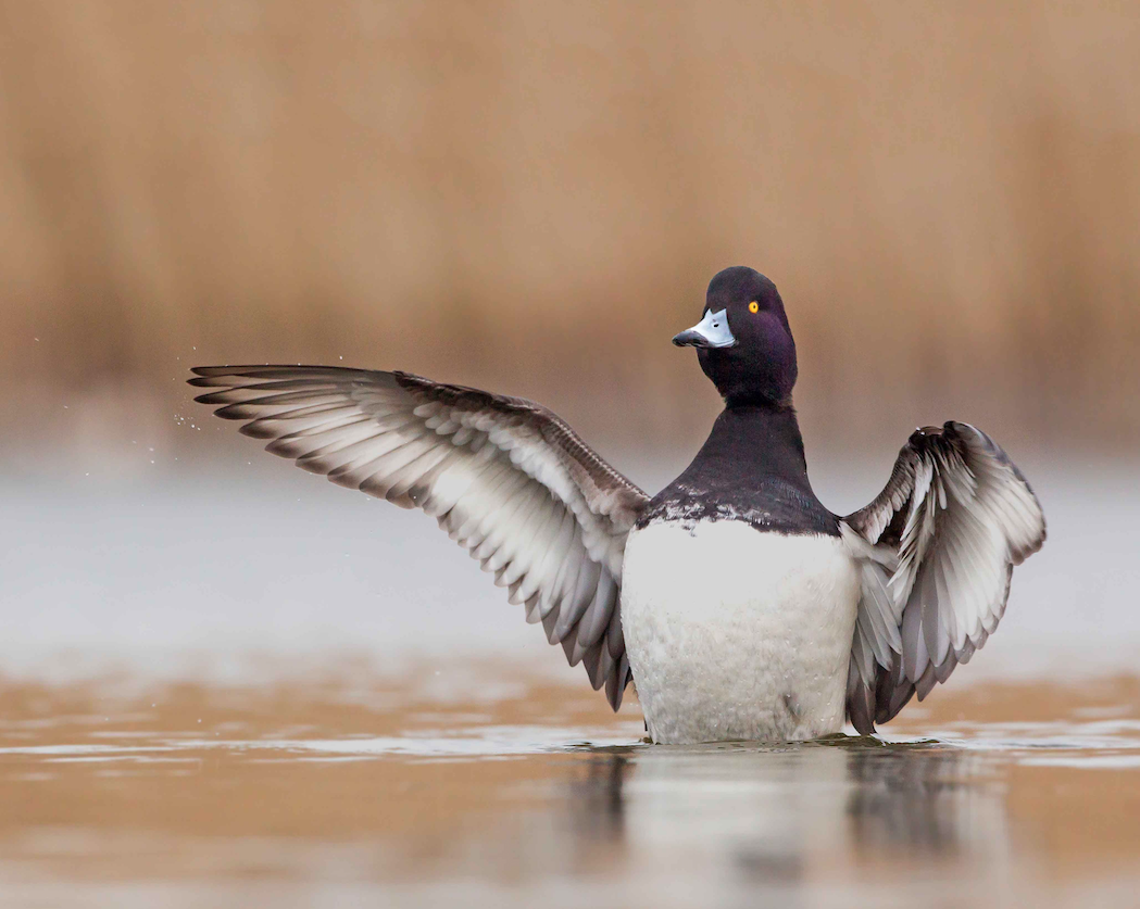 Op zoek naar een behendige duikvogel met een vette kuif. 