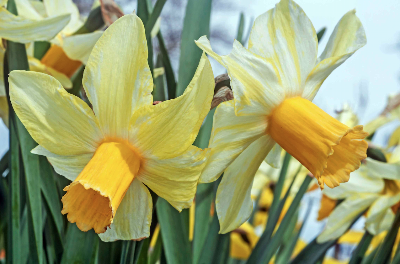 Stralende narcis-zonnetjes