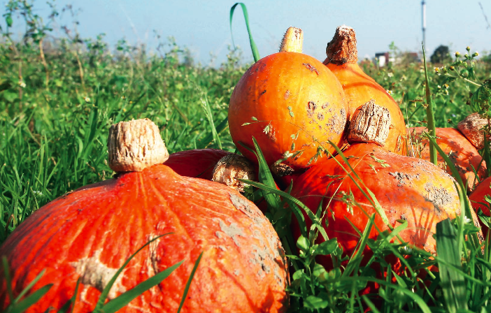 Oktober is pompoenenmaand