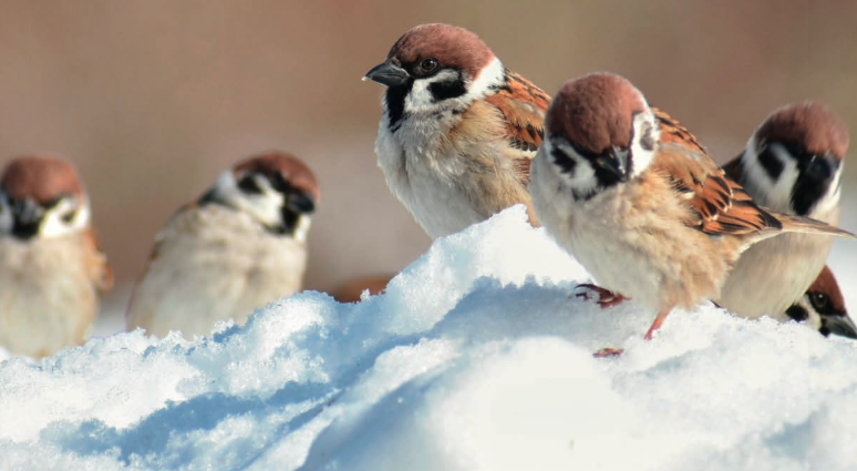 Creëer een winters vogelparadijs